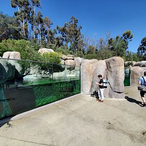 Sep. 2019 - Africa Rocks - African Penguin/Leopard Shark Exhibit