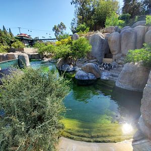 Sep. 2019 - Africa Rocks - African Penguin/Leopard Shark Exhibit