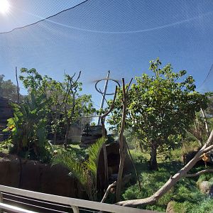 Sep. 2019 - Africa Rocks - First Lemur Exhibit