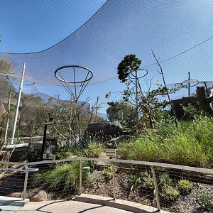 Sep. 2019 - Africa Rocks - Second Lemur Exhibit