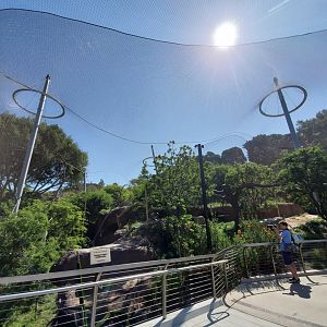 Sep. 2019 - Africa Rocks - Acacia Woodlands - Vervet Monkey Exhibit