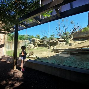 Sep. 2019 - Africa Rocks - Ethiopian Highlands - Gelada/Nubian Ibex Exhibit