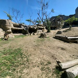 Sep. 2019 - Africa Rocks - Ethiopian Highlands - Gelada/Nubian Ibex Exhibit