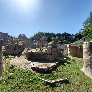 Sep. 2019 - Africa Rocks - Hamadryas Baboon Exhibit