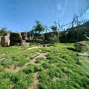 Sep. 2019 - Africa Rocks - Hamadryas Baboon Exhibit