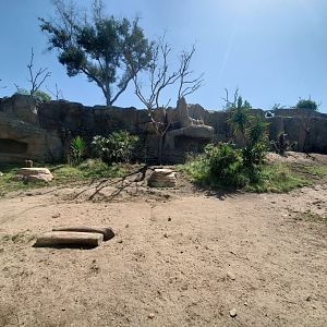 Sep. 2019 - Africa Rocks - Hamadryas Baboon Exhibit
