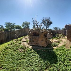 Sep. 2019 - Africa Rocks - Hamadryas Baboon Exhibit