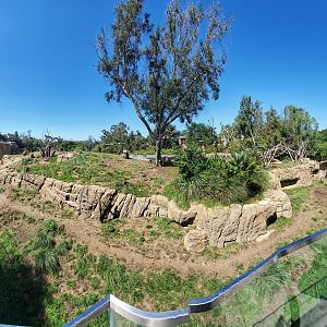 Sep. 2019 - Africa Rocks - Hamadryas Baboon Exhibit Panorama