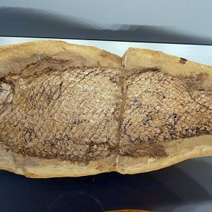 This is NOT Notelops brama