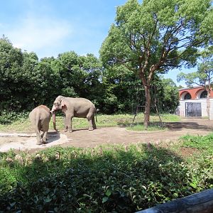 Asian elephant exhibit