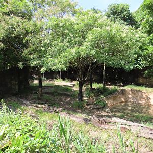 Malayan tapir exhibit