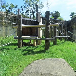 Bornean orangutan exhibit