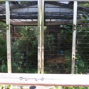 Crested argus exhibit