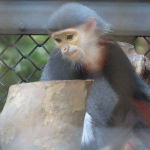 Red shanked douc langur