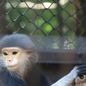 Red shanked douc langur