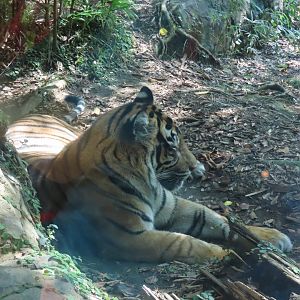 Sumatran tiger