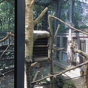 Langur exhibit