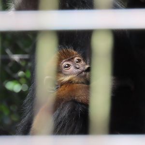 Francois langur baby