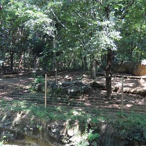Asiatic lion exhibit