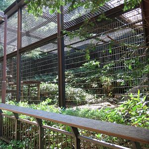 Amur leopard exhibit