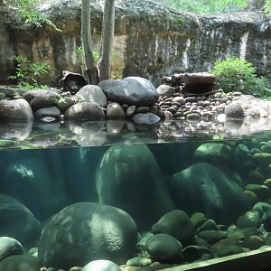 Eurasian otter exhibit