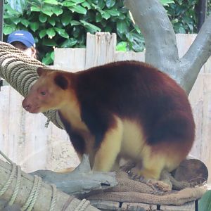 Goodfellow tree kangaroo
