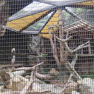 Proboscis monkey exhibit