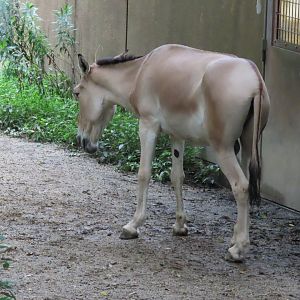 Mongolian wild ass