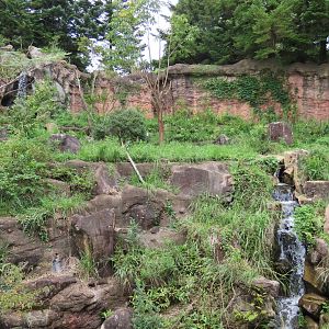 Japanese black bear exhibit
