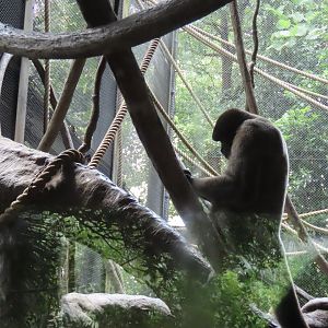 Woolly monkey