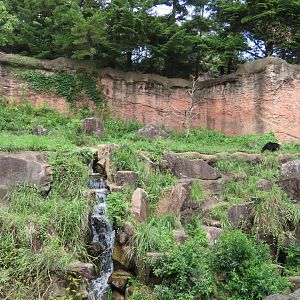 Japanese black bear exhibit
