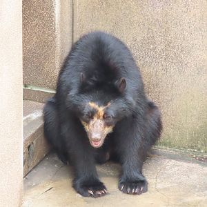 Spectacled bear