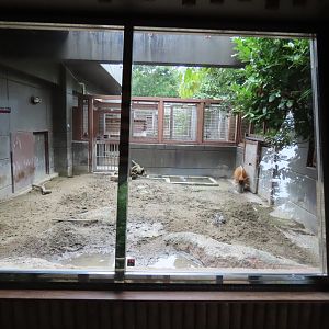 Red river hog exhibit