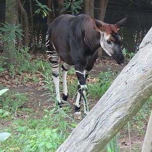 Okapi