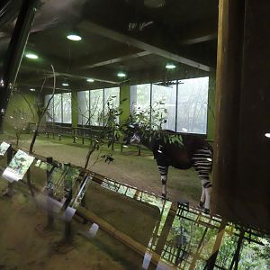 Okapi indoor exhibit