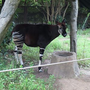 Okapi