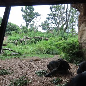 Chimpanzee exhibit