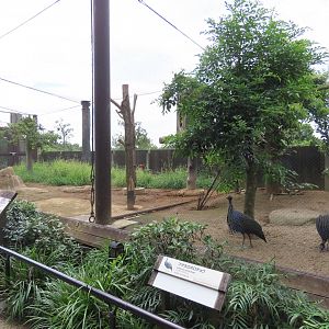 Exhibit for african birds