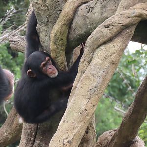 Chimpanzee