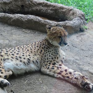 Cheetah