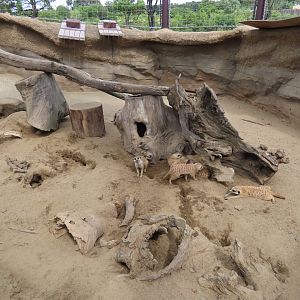 Meerkat exhibit