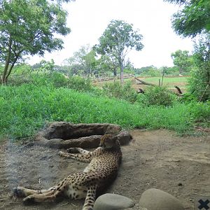 Cheetah exhibit
