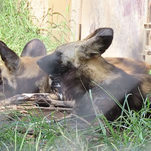 African wild dog