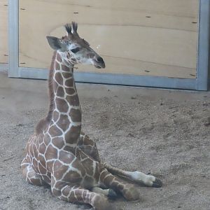 Young giraffe