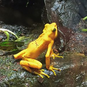 Panamanian Golden Frog in the Unseen New World