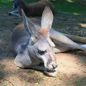 Red kangaroo