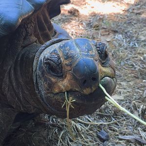 Aldabra Tortoise (?) at the Critter Encounters area
