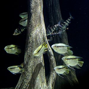 Aquarium (Amazon exhibit (part)) : Whipsnade : 06 Sep 2019