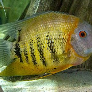 Heros efasciatus : Whipsnade : 06 Sep 2019