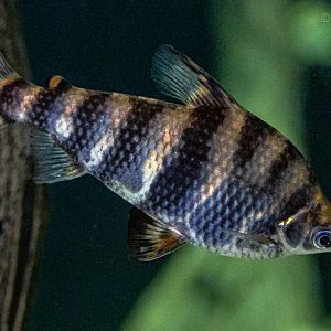 Abramites hypselonotus : Whipsnade : 06 Sep 2019